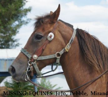 MISSING EQUINES JoJo, Pebble, Miranda Near Saratoga Springs, UT, 84043